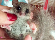 Pictures of small and cute hazel dormouse