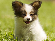 Appreciation of pictures of miniature Papillon puppies