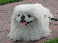Purebred Pekingese dog naughty tongue sticking out picture