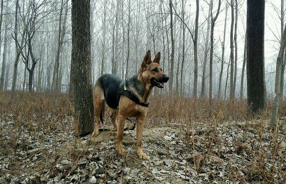 German smart black-backed dog picture