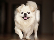 Pekingese dog naughty and lively pictures