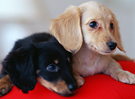 Short-haired Dachshund cute and charming pictures