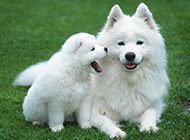 Samoyed cute pictures wallpaper