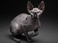 Sphynx cat smart and cute pictures
