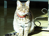 A complete collection of pictures of family pets, Chinese garden cats