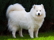 Pictures of Samoyed dogs with arrogant attitude