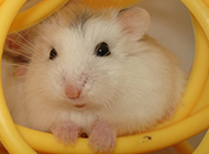 A collection of super cute pictures of white pudding hamster