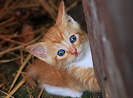 Cute Chinese pastoral cat cub pictures