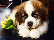 St. Bernard dog innocent and gentle picture