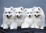 Cute pictures of little Samoyed dogs looking well-behaved