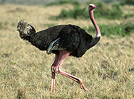 Pictures of strong and tall African ostrich