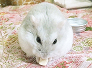 Cute pictures of milk tea hamsters
