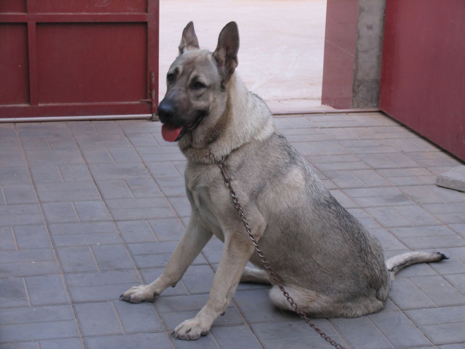 Loyal and friendly Chinese wolf green dog pictures