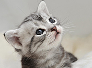 Cute little American shorthair cat silver tabby picture