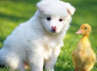 Pictures of cute and smart little Samoyed dogs