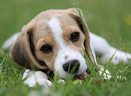Cute naughty beagle pictures