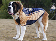Pictures of handsome short-haired Saint Bernard dogs