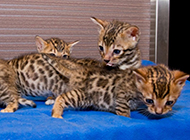 A collection of pictures of cute little leopard cats playing