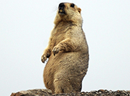 Cute picture of prairie dog standing guard