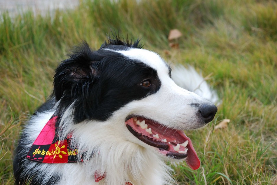 Black Headed Border Collie Closeup Picture Wallpaper