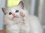 A collection of super cute pictures of white ragdoll cats