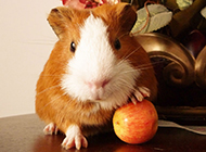 Short pet guinea pig pictures