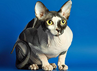 Pictures of Sphynx cats that look cute and adorable make netizens happy