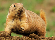 Capture pictures of greedy little gophers