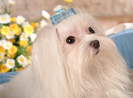 Pictures of well-behaved and elegant Maltese dogs