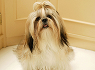 A collection of cute pictures of cute Shih Tzu dogs acting coquettishly