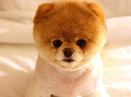 Hadori Shunsuke dog picture HD wallpaper