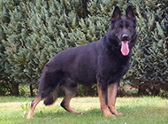 Pictures of East German Shepherd Dogs with fierce and handsome looks