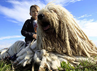 Komondor dog docile and well-behaved pictures