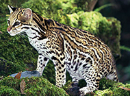 Pictures of national protected animals Chinese leopard cat