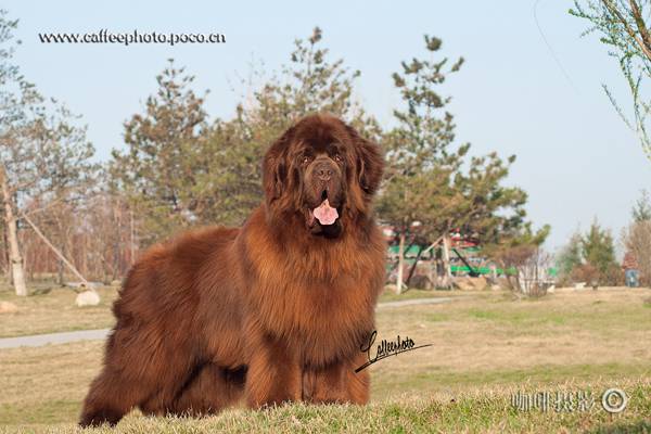 Pictures of Newfoundland dogs with domineering and powerful bodies