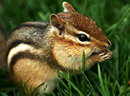 Cute chipmunk eating pictures