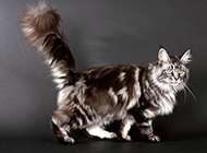 Maine Coon cat pictures elegant and airy
