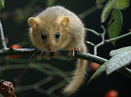 Clever and naughty dormouse pictures
