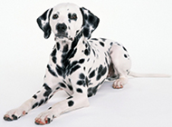 Pictures of Dalmatian dogs being obedient and well-behaved
