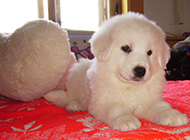 Two-month-old Great Pyrenees puppy cute pictures