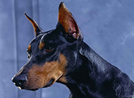 Close-up picture of the head of the most vicious Doberman Pinscher