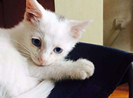 Super cute blue-eyed white cat lazy pictures