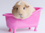 Pictures of docile pet guinea pigs