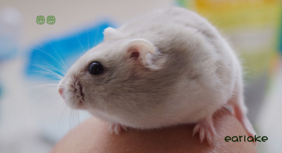 Cute pictures of milk tea hamsters