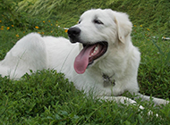 Purebred Great Pyrenees Dog Pictures Lying Down