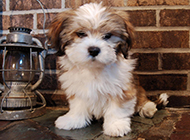 A collection of cute Lhasa Apso dog pictures