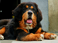 Picture of purebred Tibetan Mastiff dog with honest and lazy expression