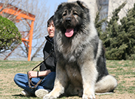 Picture gallery of large adult Caucasian dogs