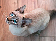 Picture of Indian Siamese cat looking up