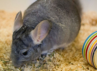 South American chinchilla pictures look serious and cute